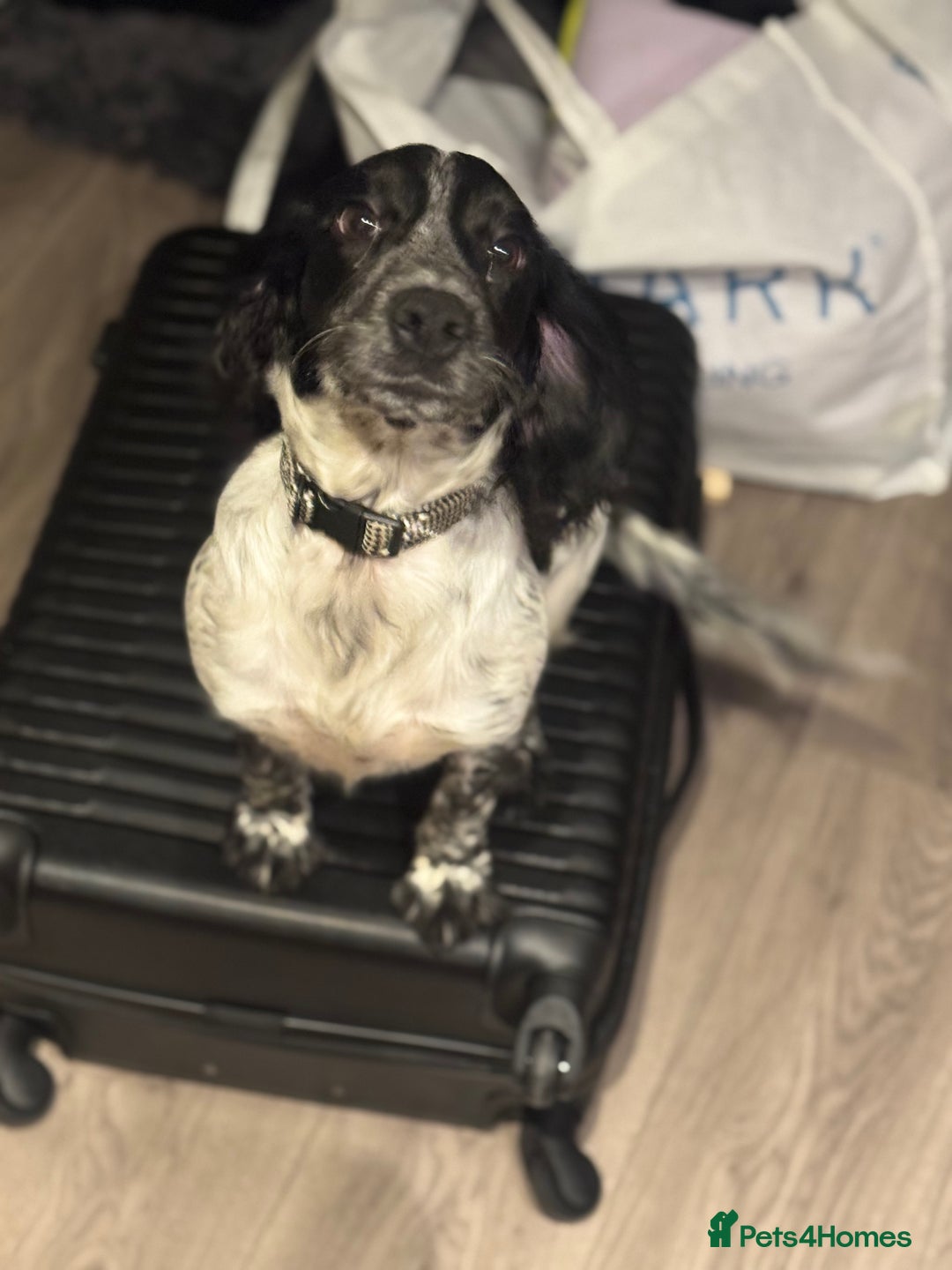 Cocker Spaniel dogs for sale: Luna the Cocker Spaniel - Advert 1