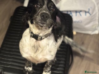 Cocker Spaniel dogs Luna the Cocker Spaniel - Advert 2