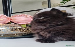 Persian cats for sale: Beautiful persian kittens  - Image 33