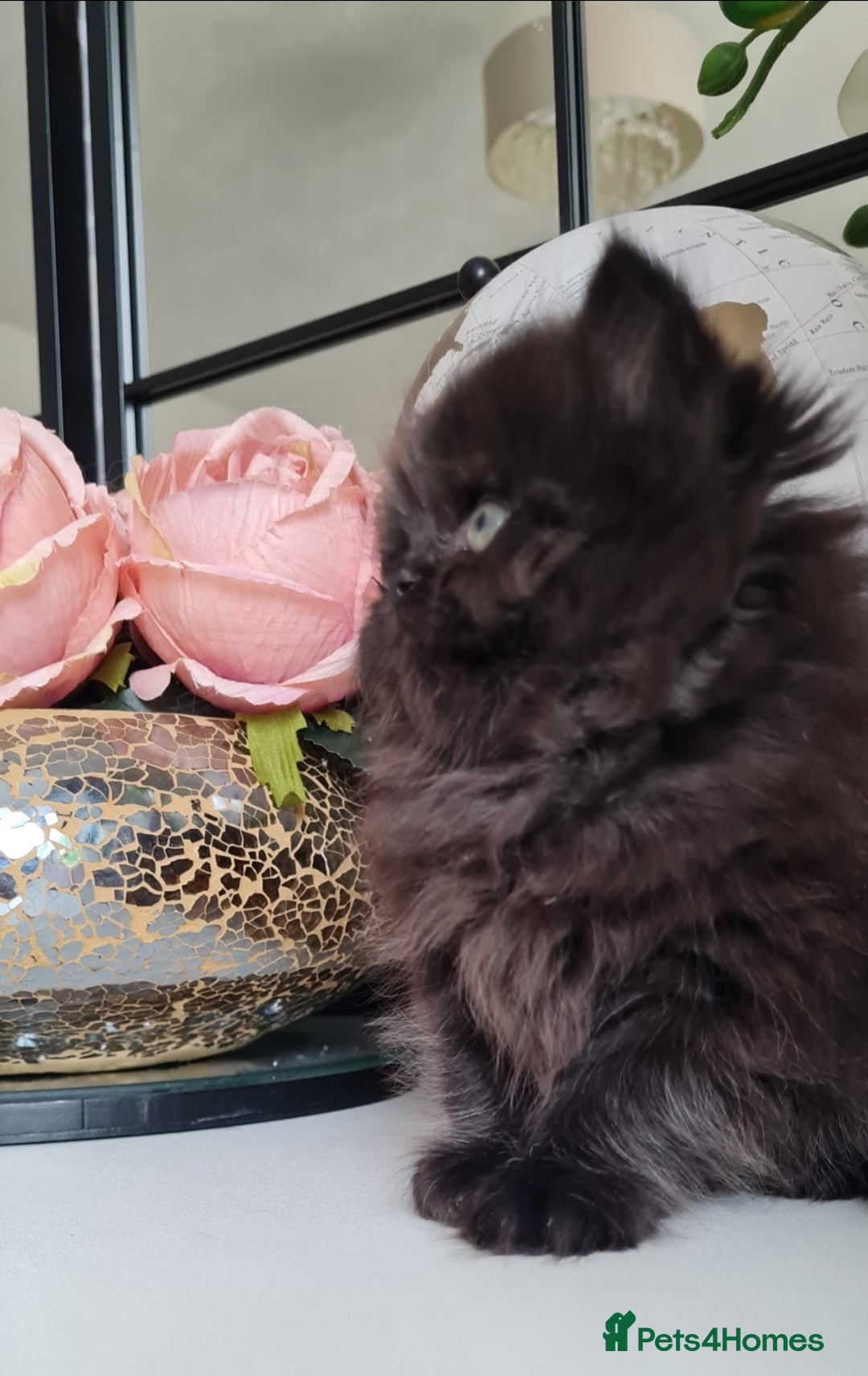 Persian cats for sale: Beautiful persian kittens  - Image 33