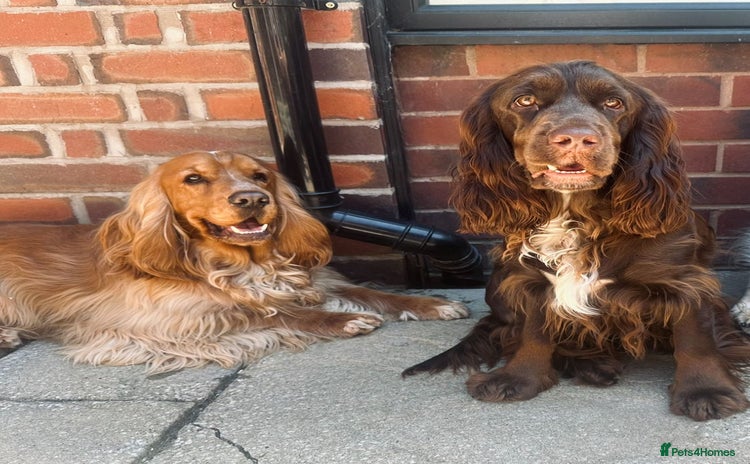 Cocker Spaniel dogs - Advert 11