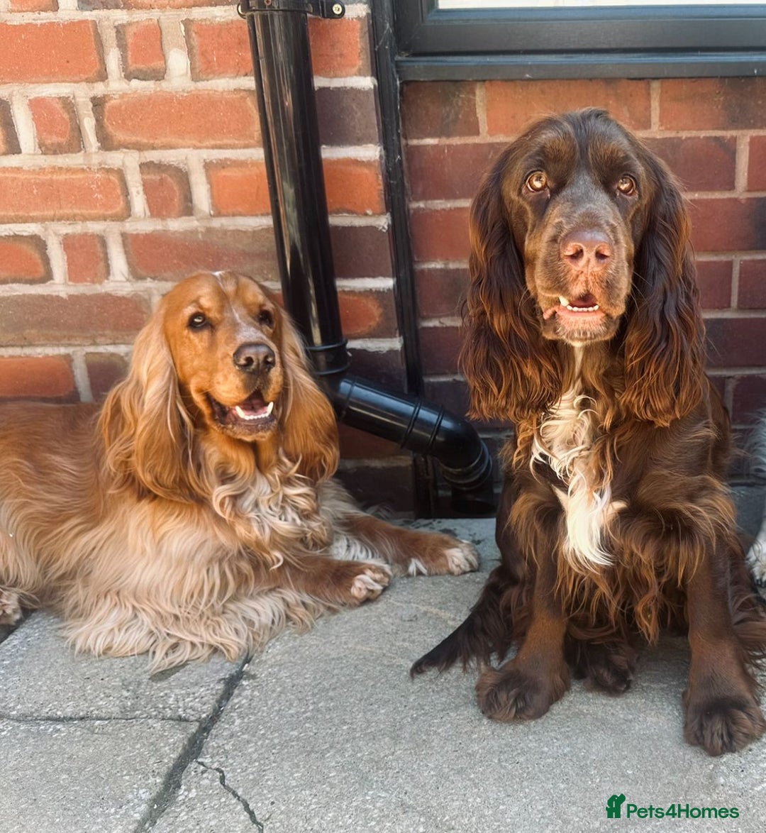 Cocker Spaniel dogs for sale: SHOW COCKER SPANIELS FOR REHOMING - Image 1