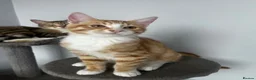 Mixed Breed cats for sale: Beautiful litter trained friendly kittens  - Advert 5