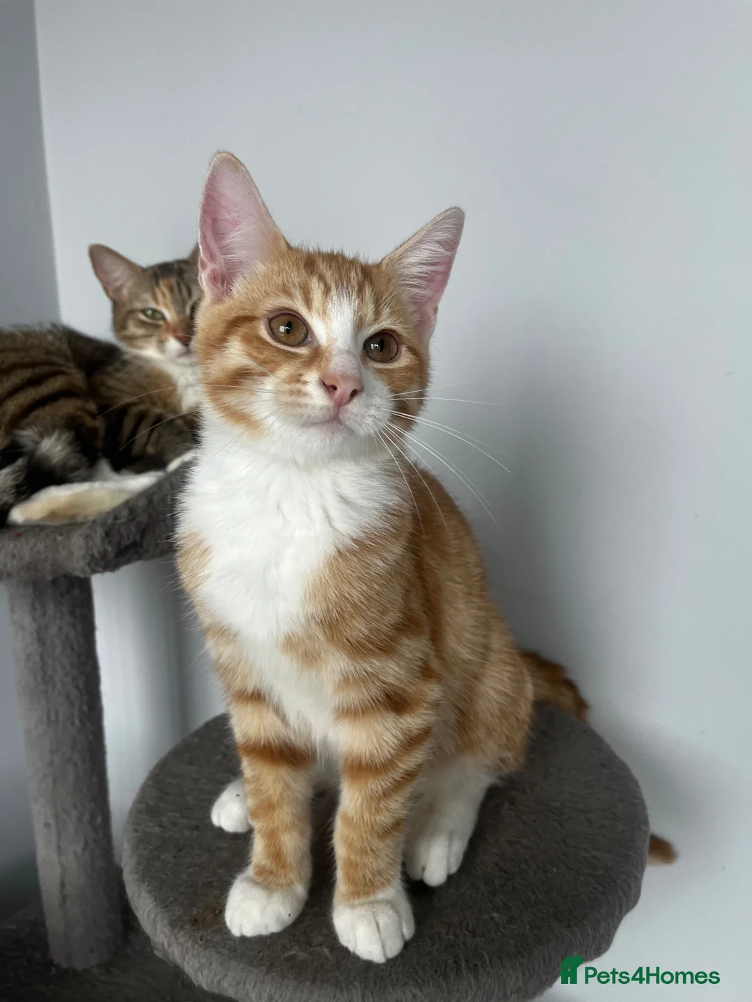 Mixed Breed cats for sale: Beautiful litter trained friendly kittens  - Advert 5