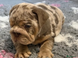English Bulldog dogs KC Registered EB Pups Fully health Tested Parents - Advert 4