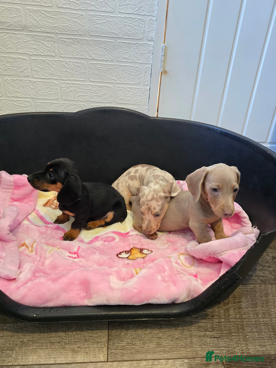 Dachshund dogs for sale: 4 beautiful dachshund boy puppies  - Advert 11