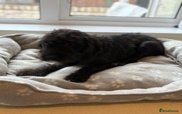 Mixed Breed dogs for sale: Cocker x bedlington puppy’s  - Image 8
