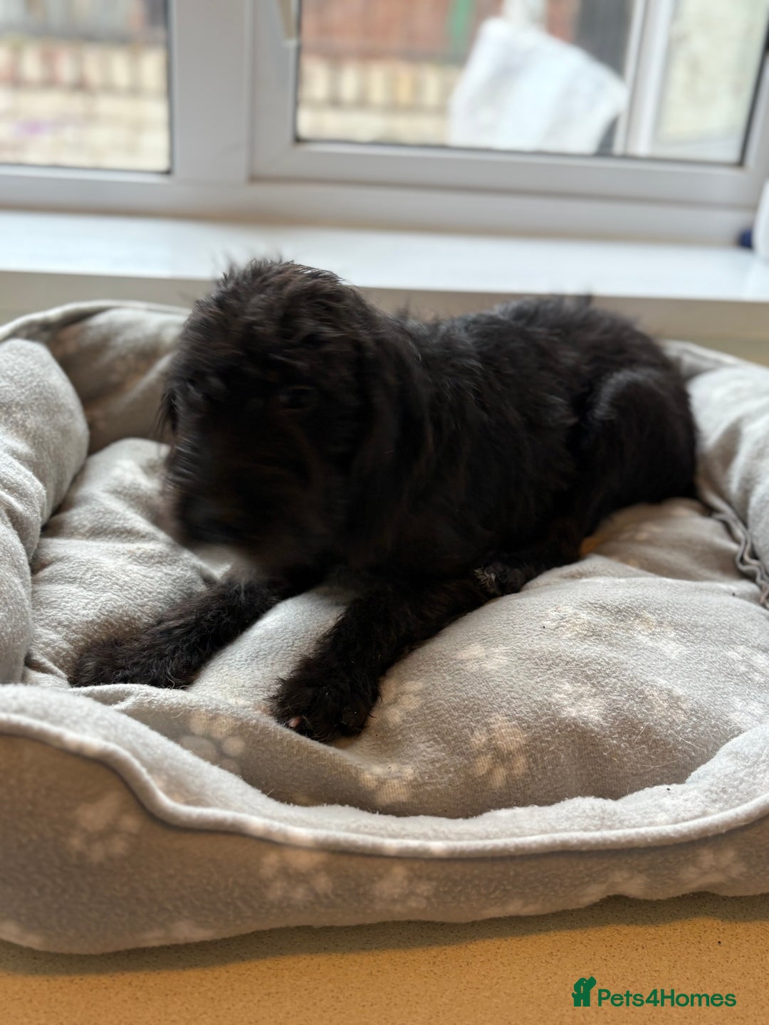 Mixed Breed dogs for sale: Cocker x bedlington puppy’s  - Image 8