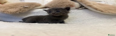 Mixed Breed Kitten 4