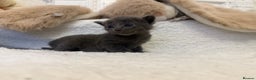 Mixed Breed cats for sale: Kittens  - Advert 12