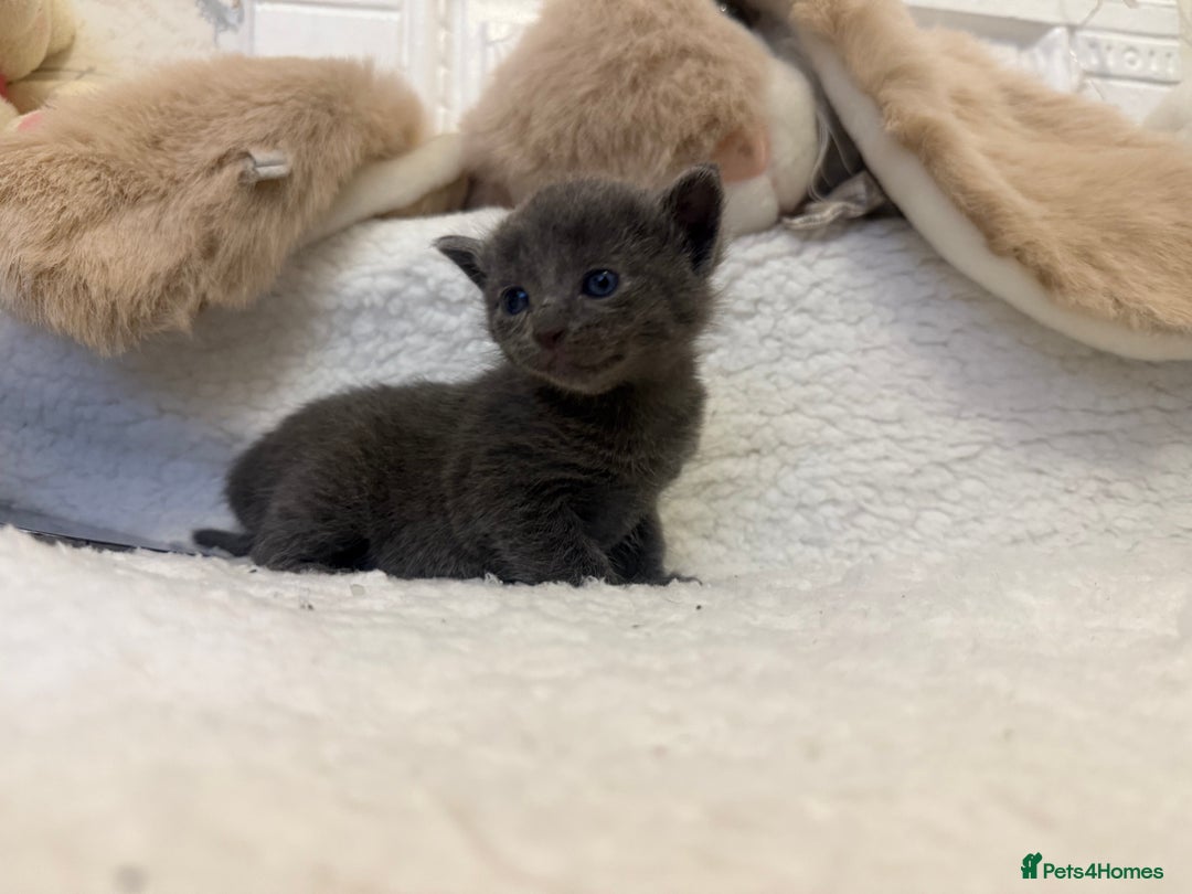 Mixed Breed cats for sale: Kittens  - Advert 12