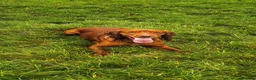 Sprocker dogs for sale: 7 Beautiful Sprockers 🐾  - Advert 3