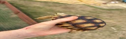 Tortoise reptiles for sale: 2 Sulcata Tortoises for sale  - Advert 6