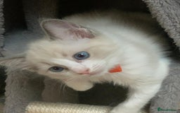 Ragdoll cats for sale: Ragdoll kittens  - Image 13