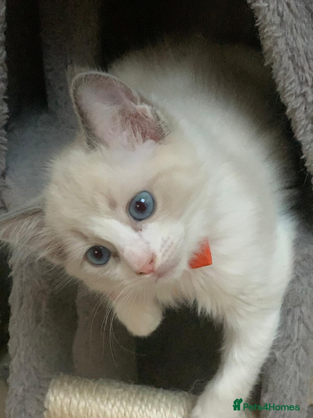 Ragdoll cats for sale: Ragdoll kittens  - Image 13