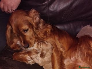 Cocker Spaniel dogs Golden show cocker spaniel pups ready 10th Feb - Advert 14