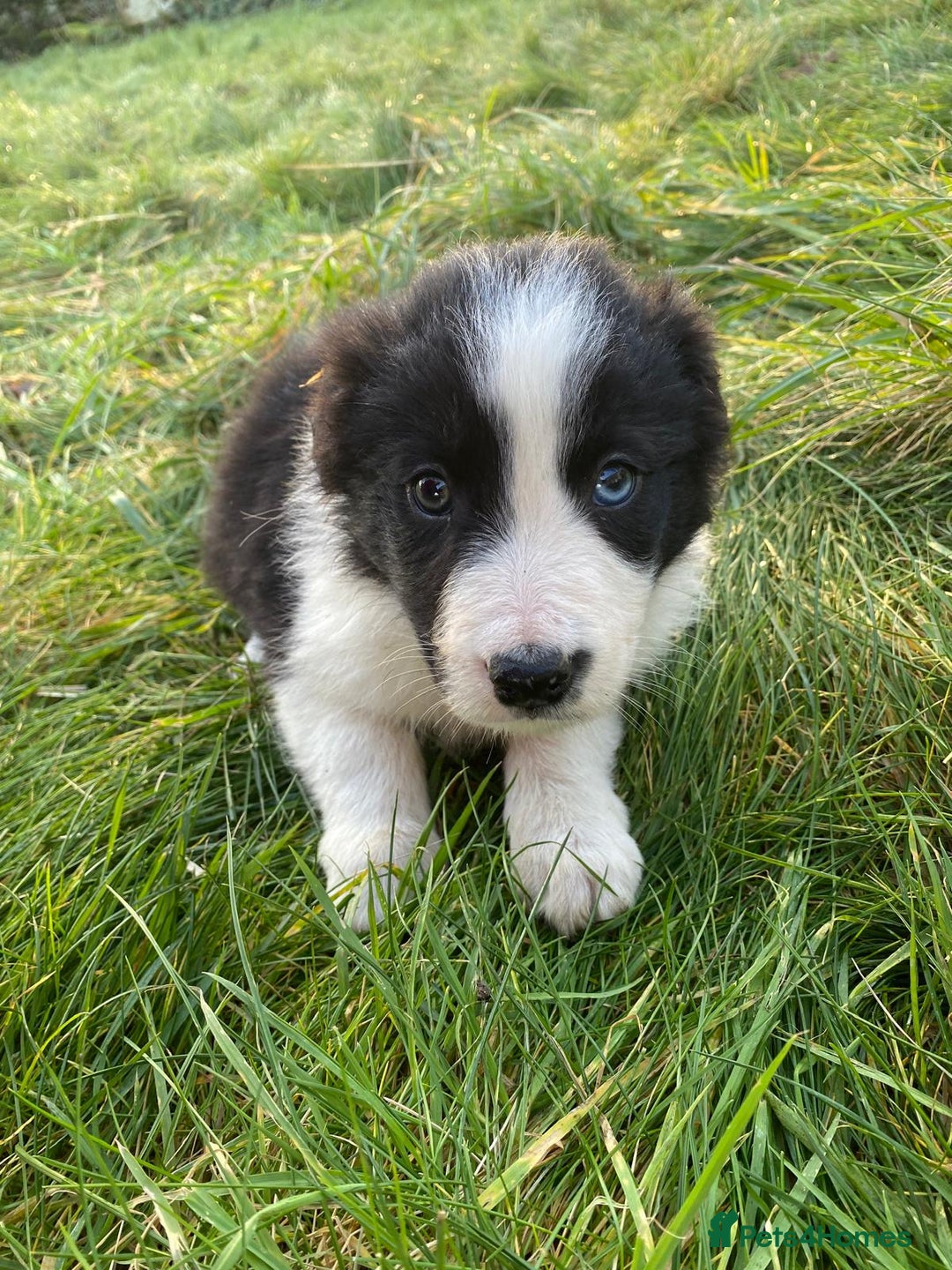 Border Collie dogs for sale: Farm bred, Tri coloured border collie puppies  - Advert 5