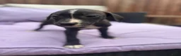 Staffordshire Bull Terrier dogs for sale: 6 Beautiful puppies in Dagenham - Advert 3