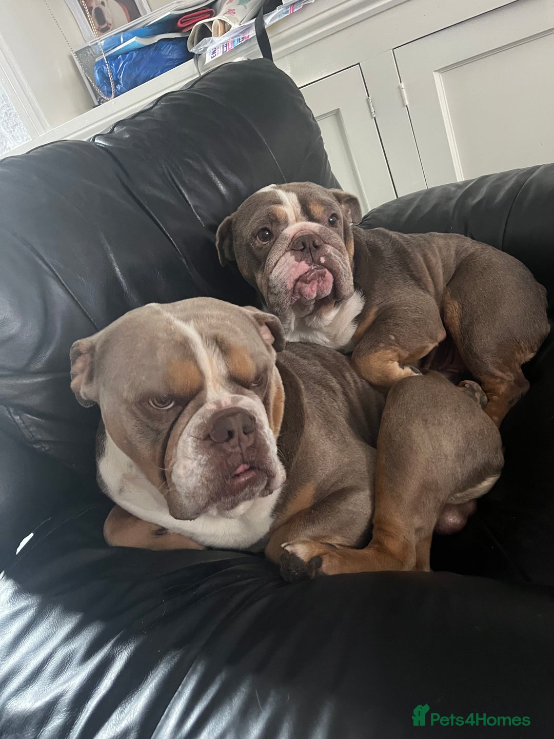 English Bulldog dogs for sale: Rehomimg due to break up - Image 15