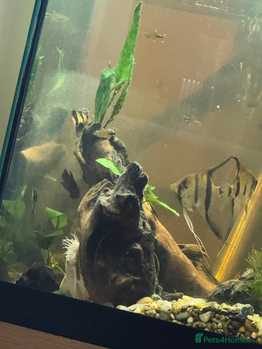 Bettas fish for sale: 8 Angelfish 1 female Betta  - Advert 4