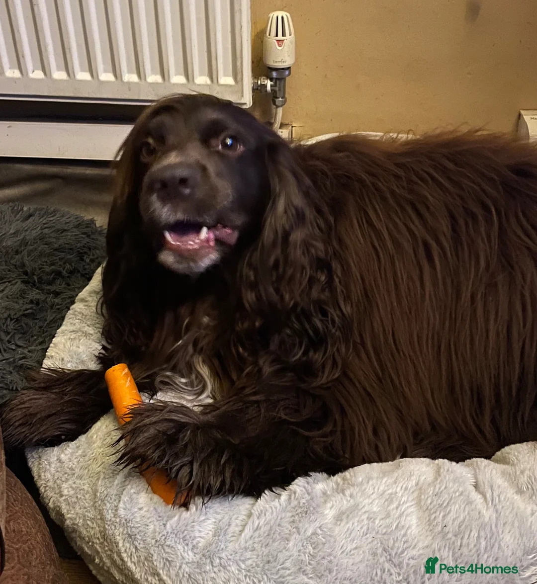 Sprocker dogs for stud: Dexter looking to stud - Advert 2