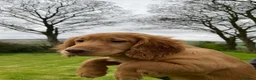 Cocker Spaniel dogs for sale: Working Cocker Spaniels - Advert 4