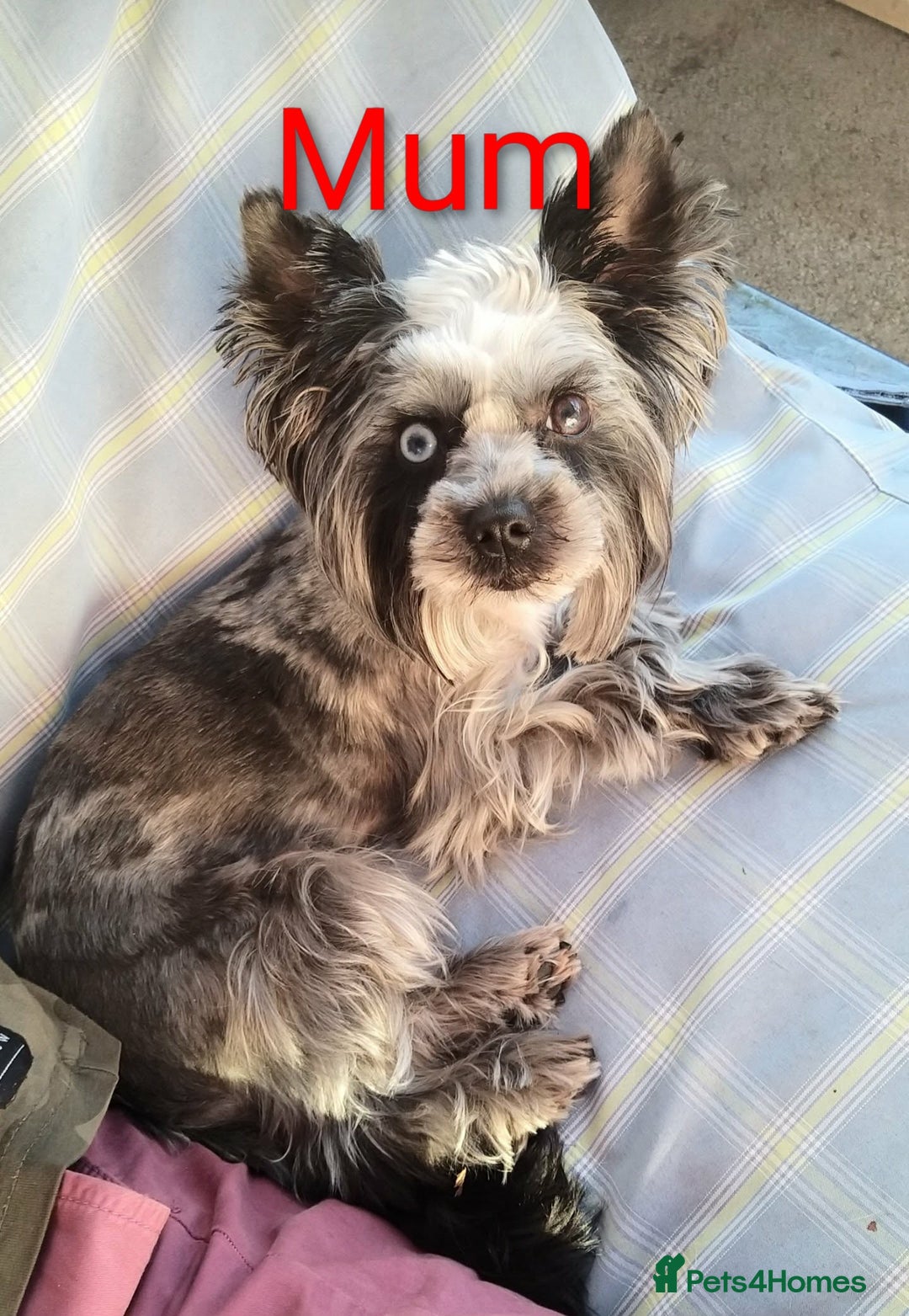 Yorkshire Terrier dogs for sale: 4 Adorable Yorkshire terrier pups  - Advert 13