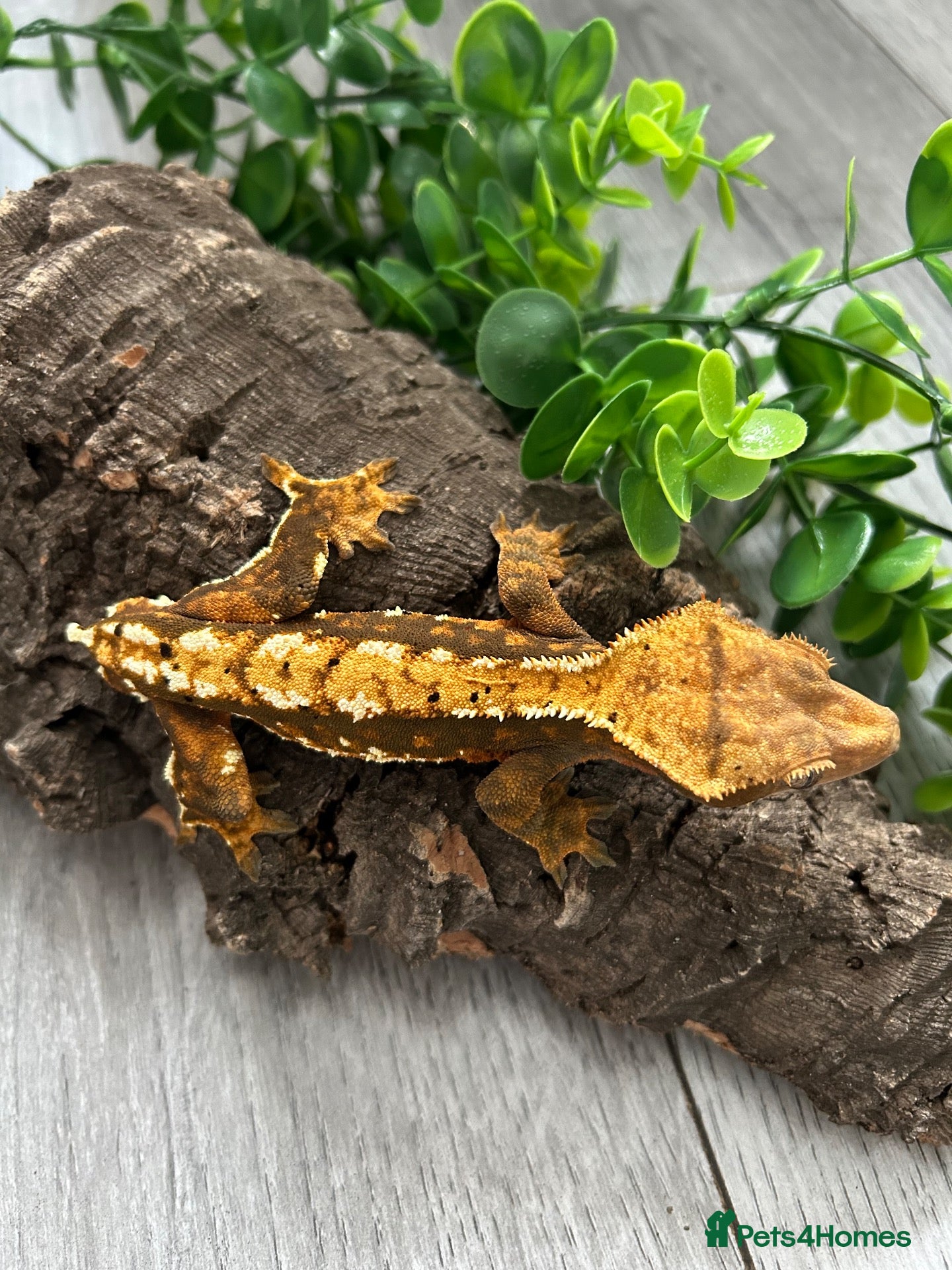 Gecko reptiles Crested Gecko Male Dalmatian 3 years old  - Advert 1