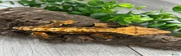 Gecko reptiles for sale: Crested Gecko Male Dalmatian 3 years old  - Advert 1