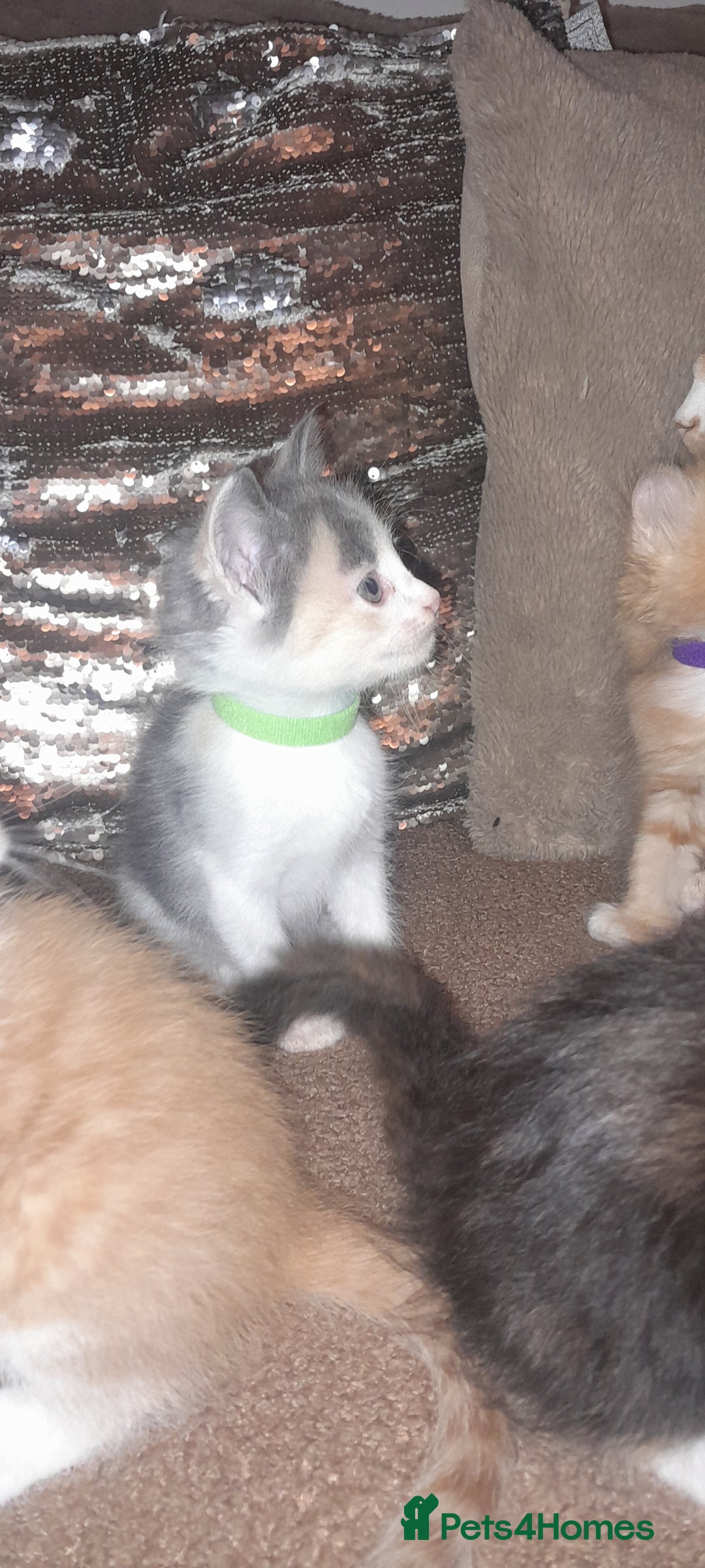 Sphynx cats for sale: Sphynx varient x ragdoll elf ears - Image 14
