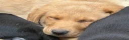 Labrador Retriever dogs for sale: Mixed litter black and blonde Labrador puppies  - Advert 35