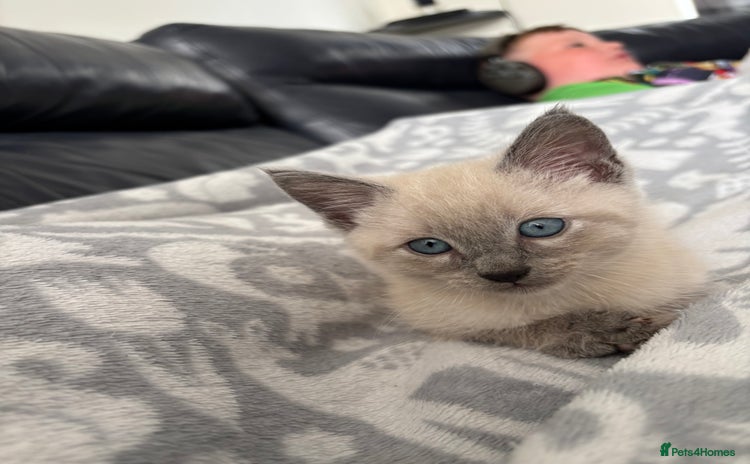 Siamese cats - Advert 1