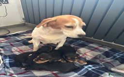 Mixed Breed dogs for sale: Beagle x poodle puppies  - Image 4