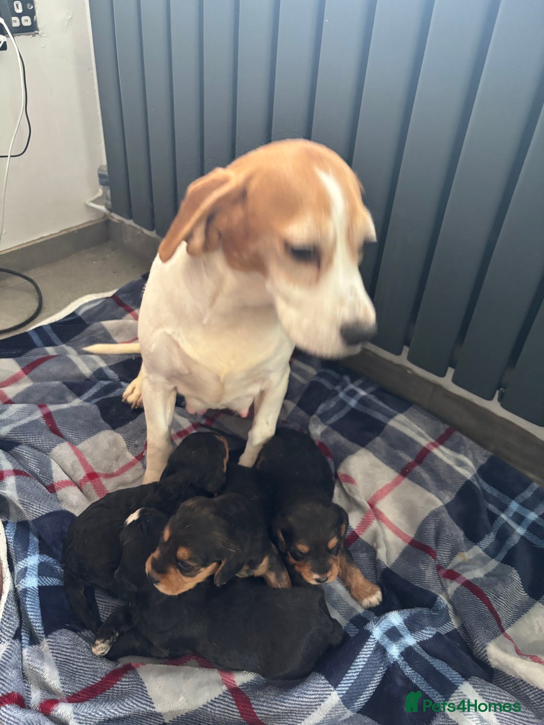 Mixed Breed dogs for sale: Beagle x poodle puppies  - Image 4