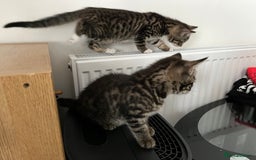 Mixed Breed cats for sale: Two lovely female kittens  - Image 5