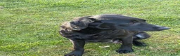Labrador Retriever dogs for sale: KC REG black labradors  - Advert 2