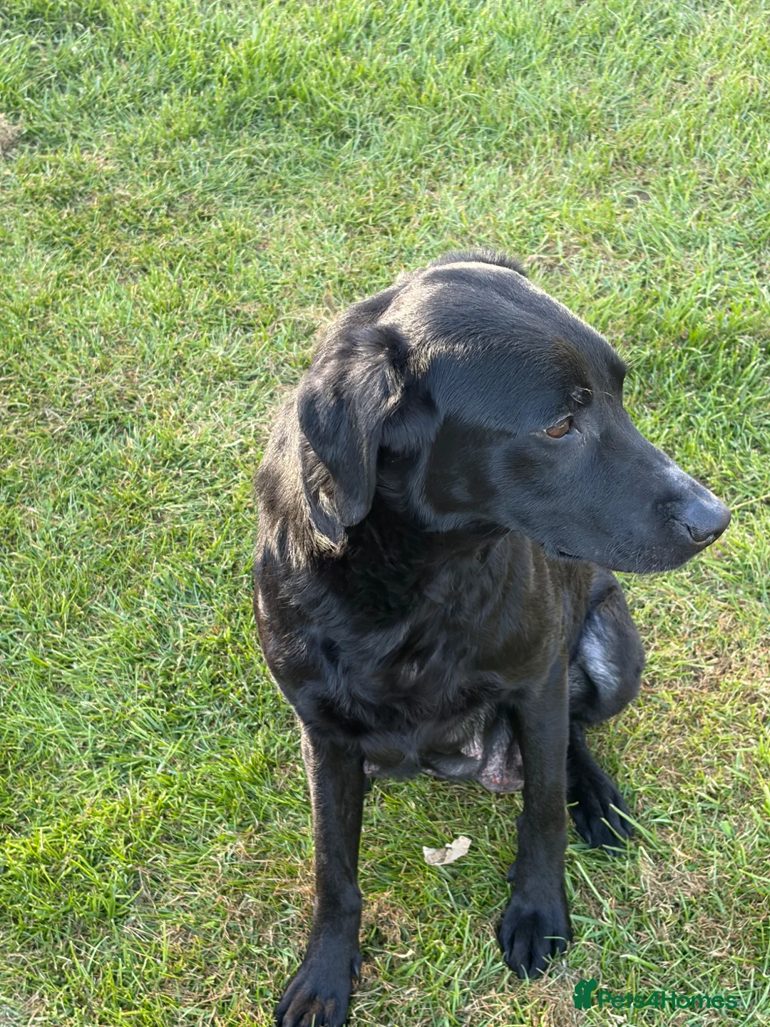 Labrador Retriever dogs for sale: KC REG black labradors  - Advert 2