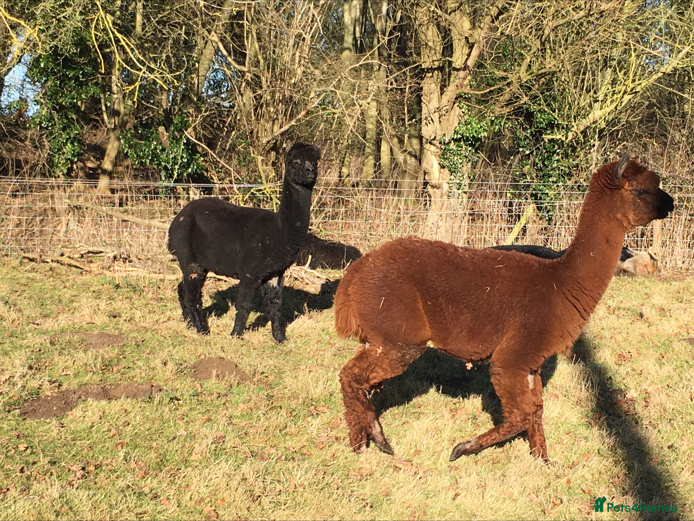 Alpaca livestock Pet Alpaca Pair Available now - Advert 6