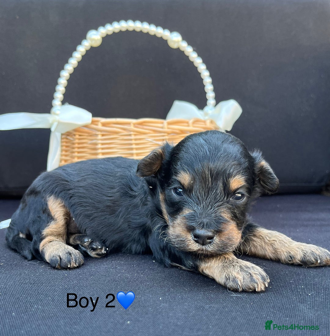 Cockapoo dogs for sale: Stunning F1b Cockapoo puppy’s  - Image 4