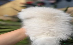 Pomeranian dogs for sale: Quality girl ready now PRINCESS 💕 - Image 12