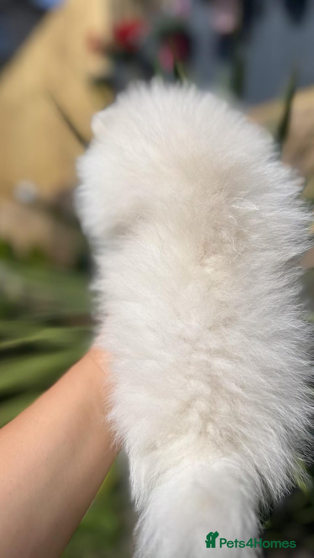 Pomeranian dogs for sale: Quality girl ready now PRINCESS 💕 - Image 12