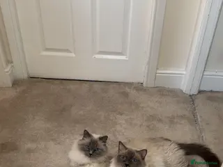 Ragdoll cats Male and female ragdoll blue point - Advert 1