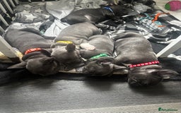 French Bulldog dogs for sale: Blue coat French bulldog pup ONE LEFT  - Image 15