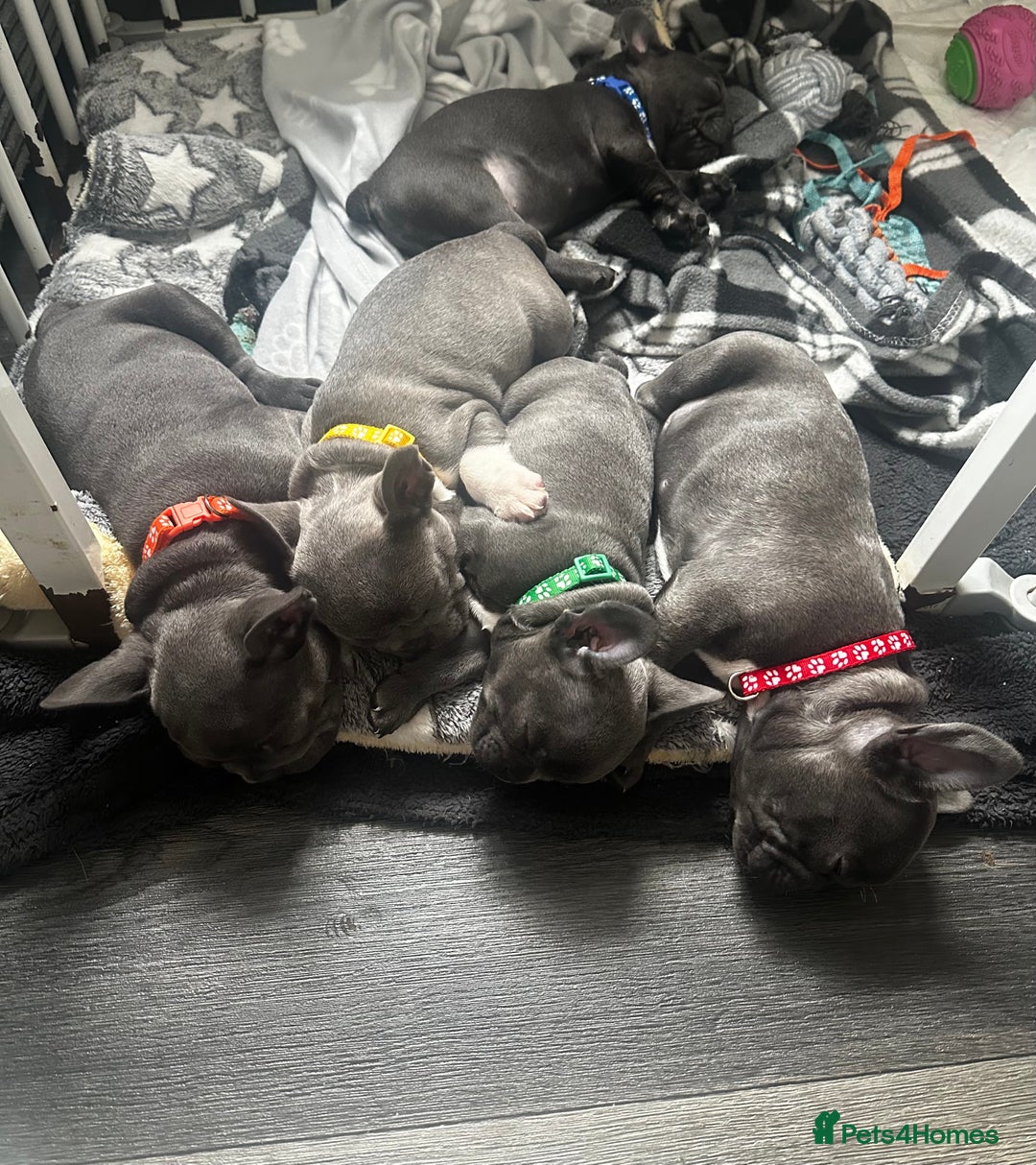 French Bulldog dogs for sale: Blue coat French bulldog pup ONE LEFT  - Image 15