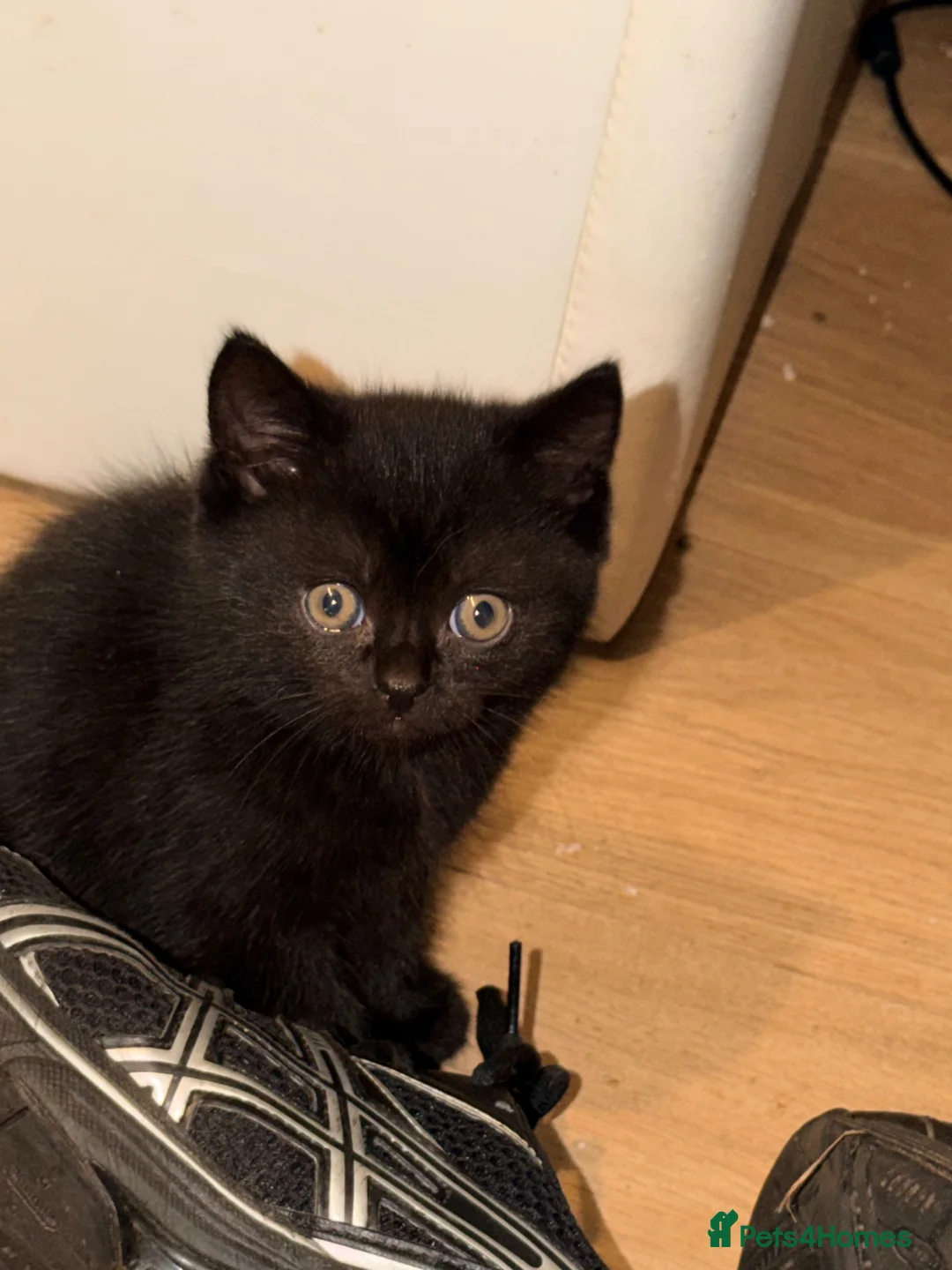 Ragdoll cats for sale: READY Ragdoll x British blue  - Advert 2