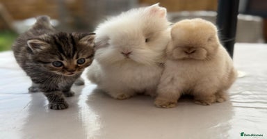 Persian cats - Advert 11