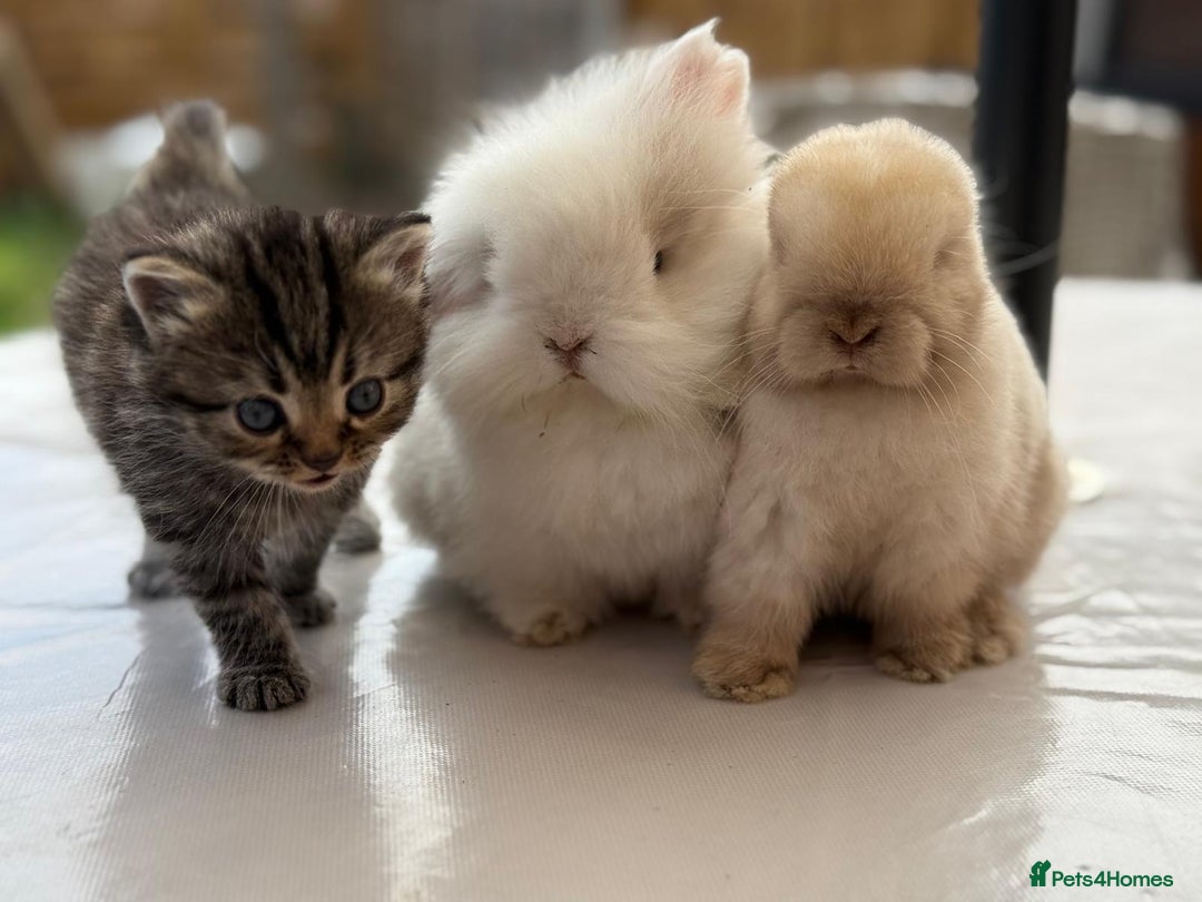 Persian cats for sale: 3 Stunning Female Kittens for Sale  - Image 3