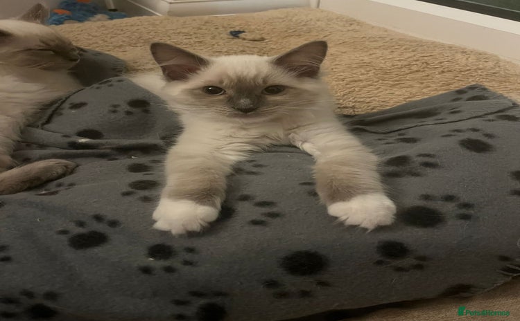 Ragdoll cats for sale - Advert 1
