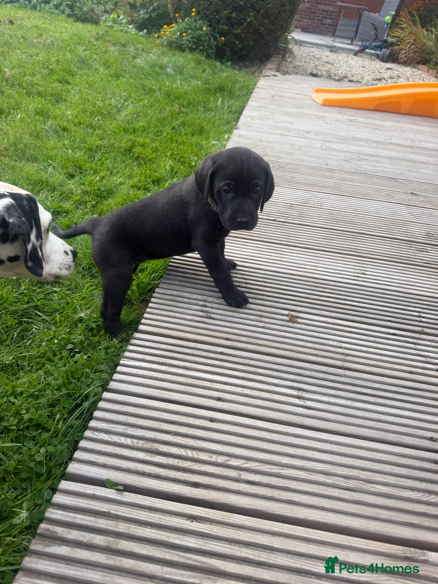 Mixed Breed dogs Beautiful Weimadors ♥️ - Advert 2