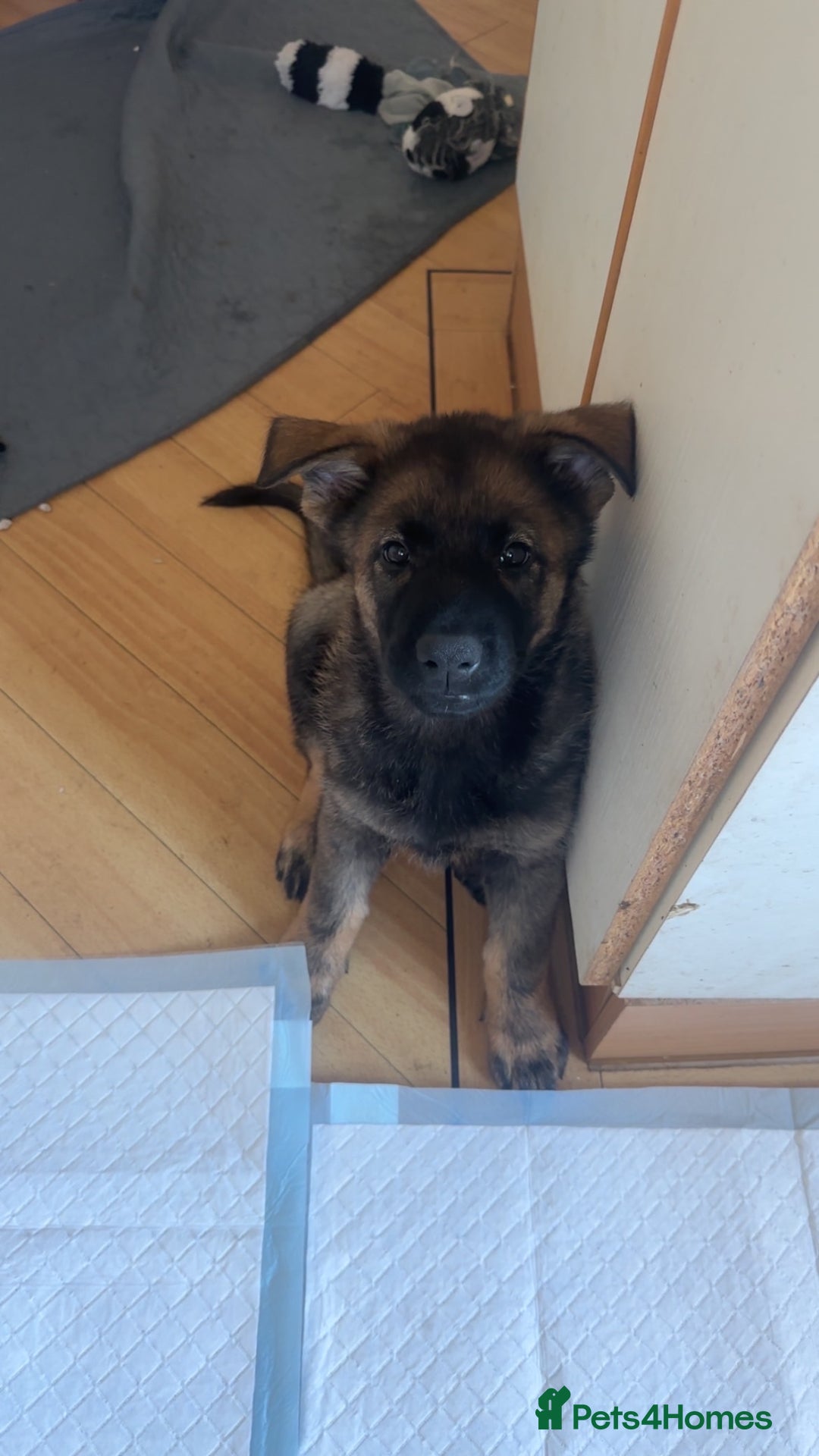 German Shepherd dogs for sale: 1 beautiful female German shepher kc reg working - Advert 11
